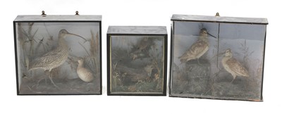 Lot 315 - Taxidermy: A curlew and a small duck and in a glazed case