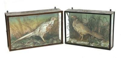 Lot 324 - TAXIDERMY: A pheasant in naturalistic setting