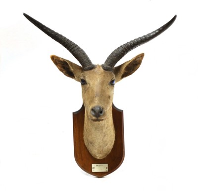 Lot 136 - A bohor reedbuck trophy head
