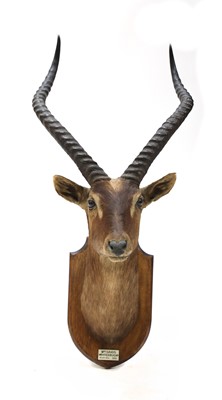 Lot 137 - A taxidermy waterbuck shoulder mount