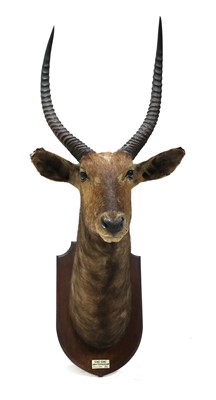 Lot 135 - A taxidermy sing-sing waterbuck