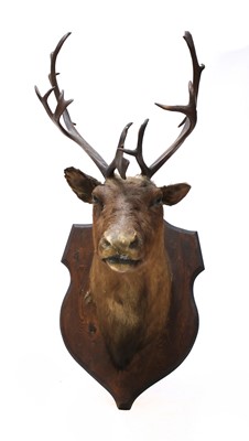 Lot 142 - A taxidermy reindeer
