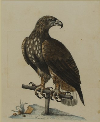 Lot 150 - Miss M R Rees, 19th century, after George Edwards