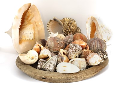 Lot 340 - A large collection of exotic seashells