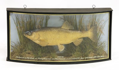 Lot 733 - A taxidermy chub by J Cooper & Sons