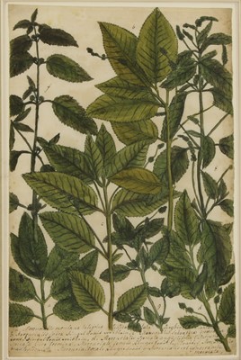 Lot 530 - Johannes W Weinman (German, 1683-1741)