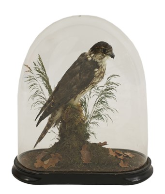 Lot 209 - Taxidermy: merlin (Falco columbarius)