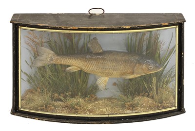 Lot 195 - Taxidermy: a Cooper dace (Leuciscus leuciscus)