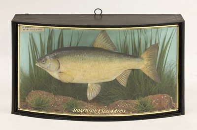 Lot 197 - Taxidermy: a cased roach (Rutilus rutilus)