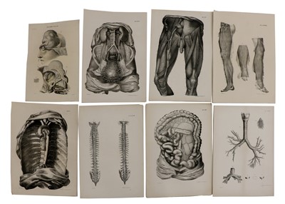 Lot 530 - ANATOMICAL