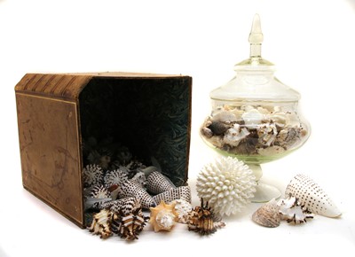 Lot 261 - A clear glass vase and cover filled with seashells