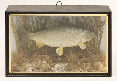 Lot 193 - Taxidermy: a cased hybrid roach
