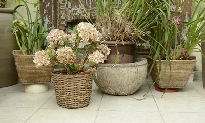 Lot 19 - A group of six various plants in pots