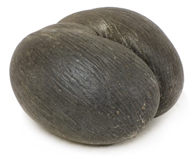 Lot 820 - A sea coconut or coco de mer