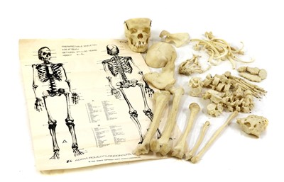Lot 190 - HUMAN SKELETON