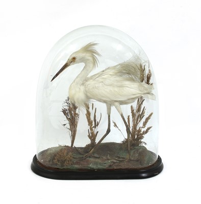 Lot 331 - A taxidermy immature egret