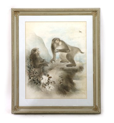 Lot 521 - Asian School, early 20th century, study of Macaque Monkeys