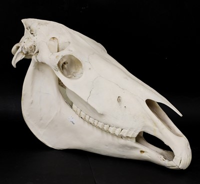 Lot 170 - A SHIRE HORSE SKULL