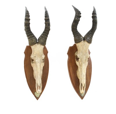 Lot 229 - A pair of Jackson's Hartebeest skull trophy mounts