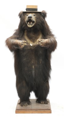 Lot 226 - SUN BEAR