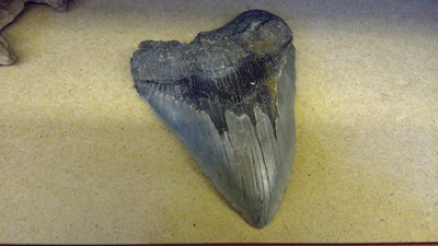 Lot 67 - Various natural history and early artefacts