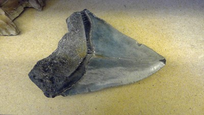 Lot 67 - Various natural history and early artefacts