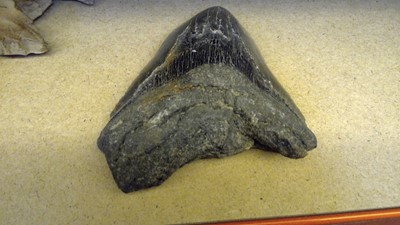 Lot 67 - Various natural history and early artefacts