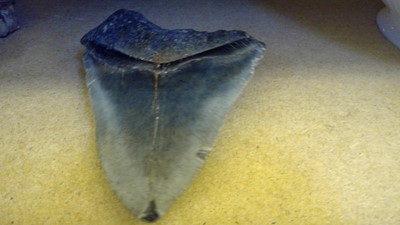 Lot 67 - Various natural history and early artefacts