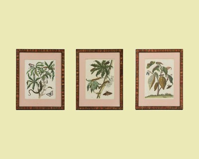 Lot 501 - After Maria Sibylla Merian (Swiss/German, 1647-1717)