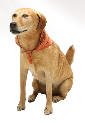 Lot 228 - OLD TEX