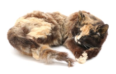 Lot 229 - DOMESTIC CAT