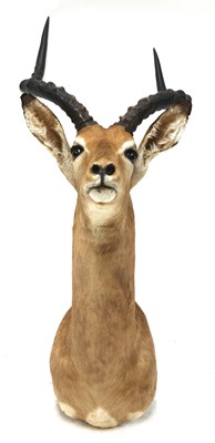 Lot 237 - IMPALA BUST
