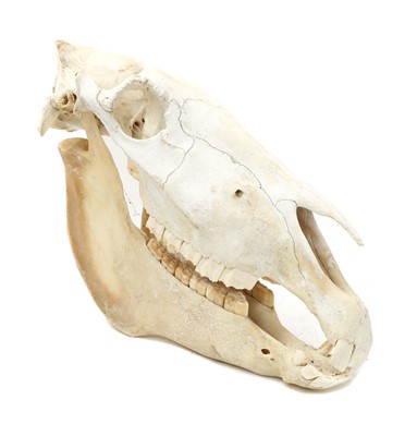 Lot 169 - ZEBRA SKULL