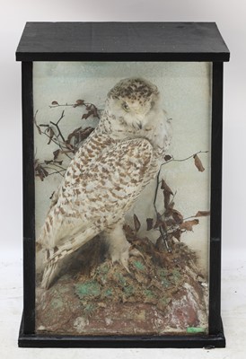 Lot 86 - SNOWY OWL