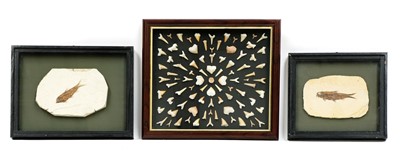 Lot 248 - TWO DIPLOMYSTUS PLATE FOSSILS