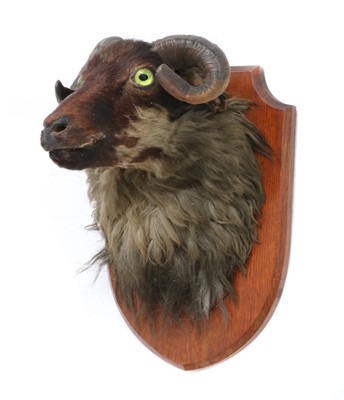 Lot 20 - RAM'S HEAD