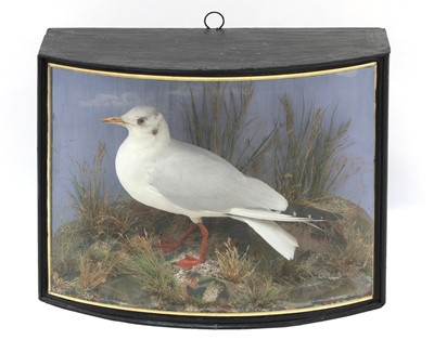 Lot 215 - SEAGULL