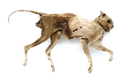Lot 22 - CAT MUMMY