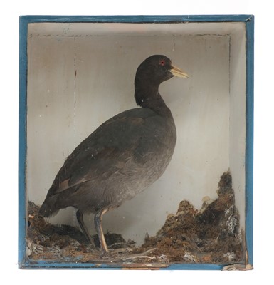 Lot 214 - AMERICAN COOT