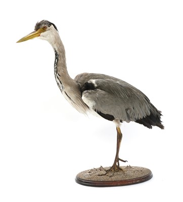Lot 205 - GREY HERON