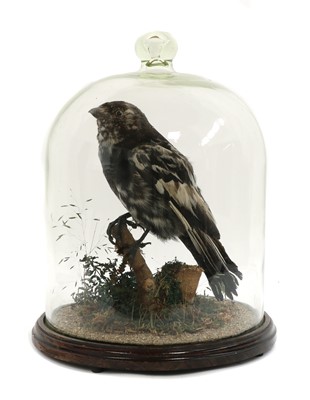 Lot 210 - CROW
