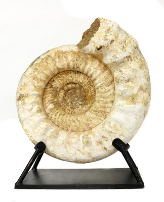 Lot 250 - LARGE PERSIPHINCTES AMMONITE