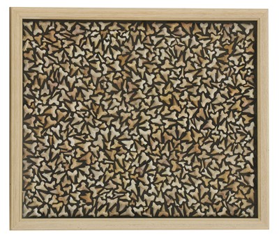 Lot 251 - FOSSILISED SHARK TOOTH COLLAGE