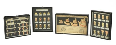 Lot 538 - HUMAN ANATOMY