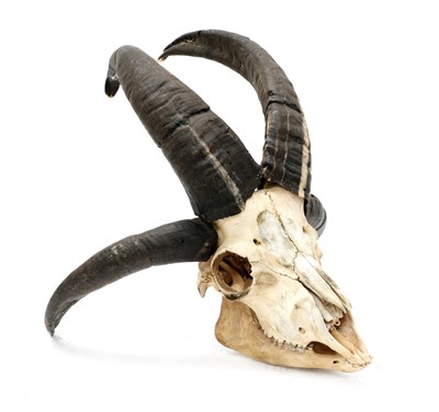 Lot 84 - A FOUR-HORNED JACOB RAM SKULL