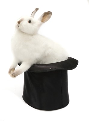Lot 52 - MAGICIAN'S WHITE RABBIT