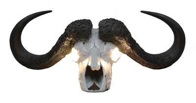Lot 171 - BUFFALO SKULL