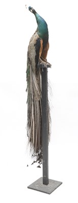 Lot 219 - SPALDING PEACOCK
