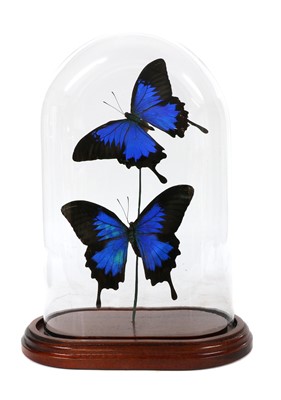 Lot 222 - BLUE EMPEROR BUTTERFLY