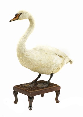Lot 207 - MUTE SWAN